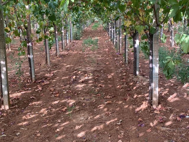 Soc. coop. Agricola Agrifruit