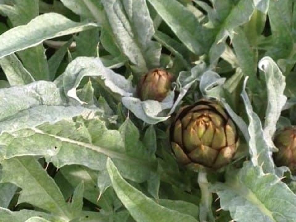 Carciofi dell'azienda agricola Tobia Desogus