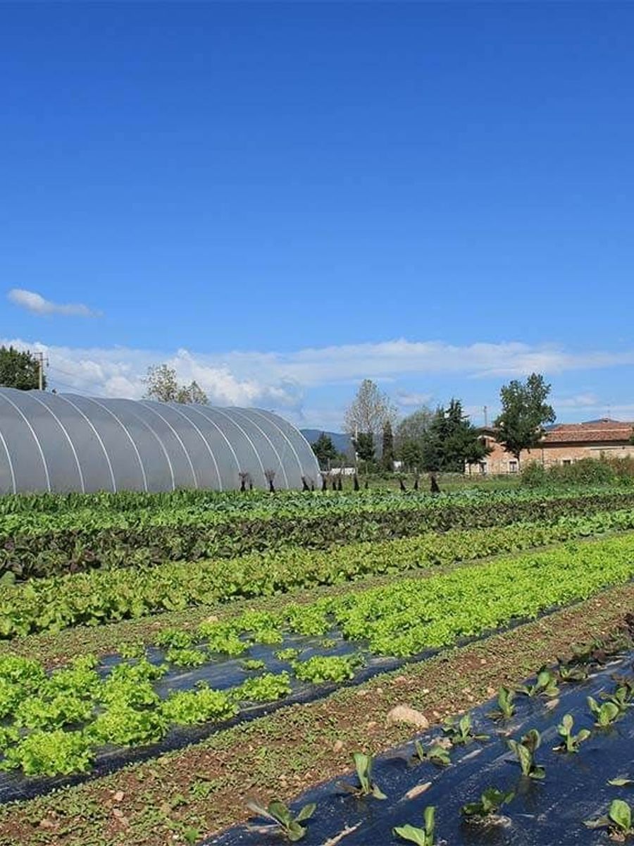 Campi di Bio Fattoria Paradello