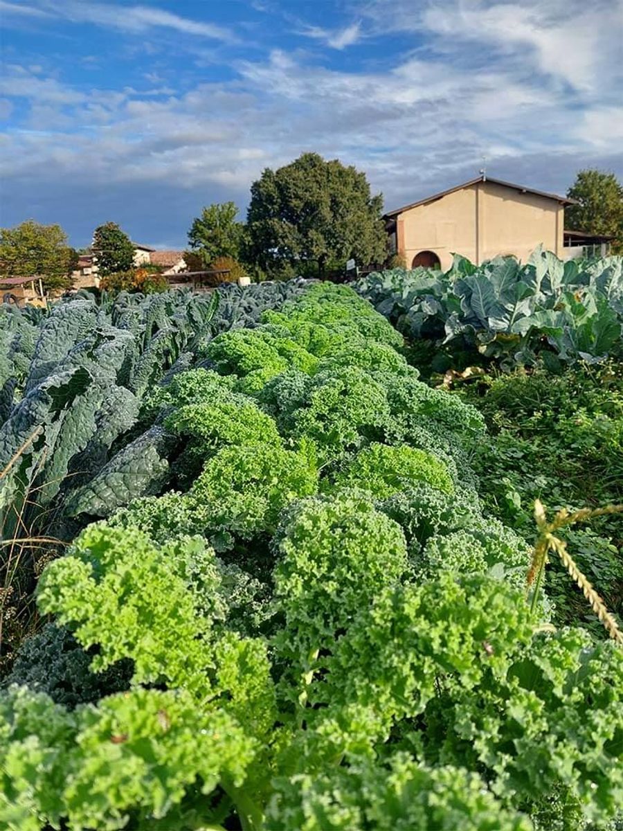 Ortaggi di Bio Fattoria Paradello