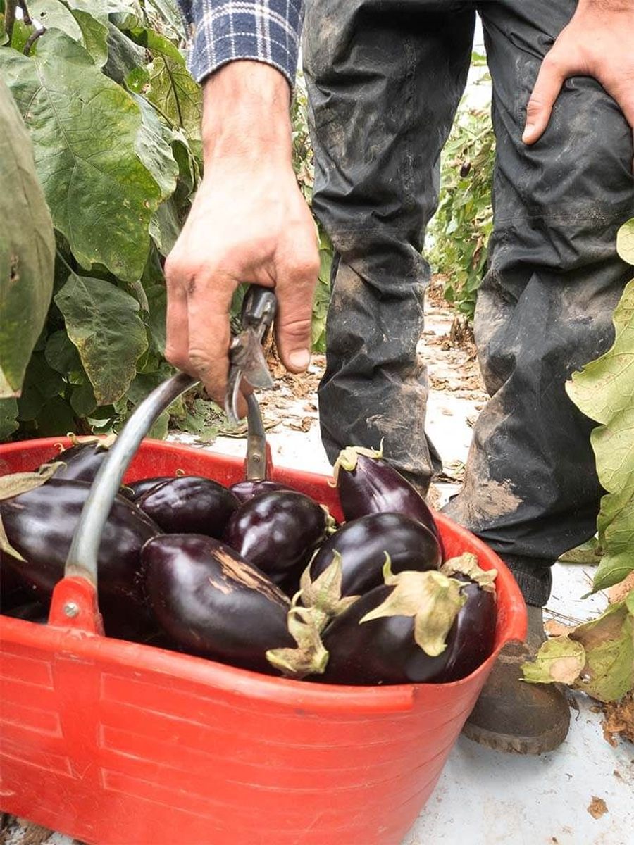 Secchio rosso di melanzane di Bio Fattoria Paradello