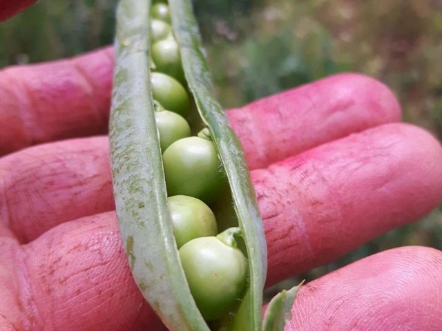 Soc. Agricola Fiorenzo Bonatti