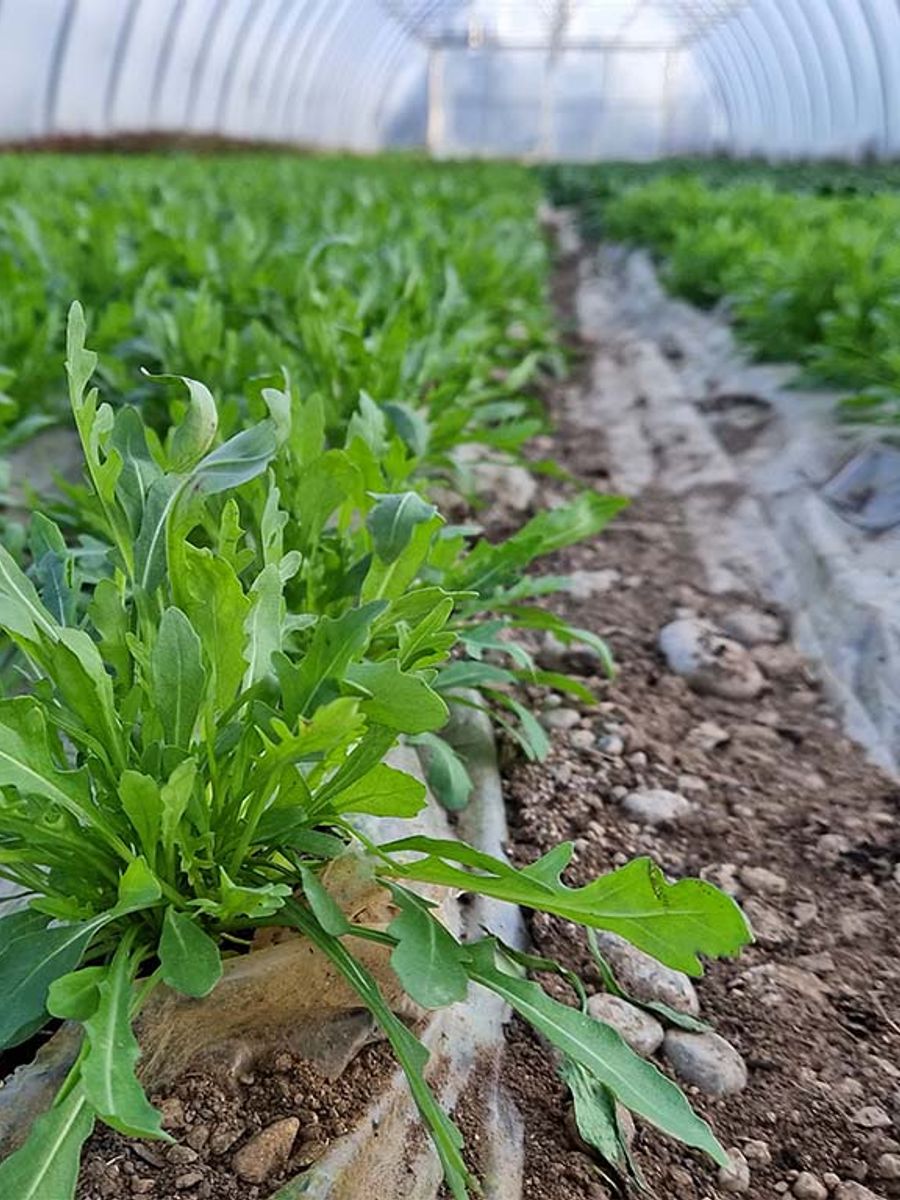 Campi di rucola