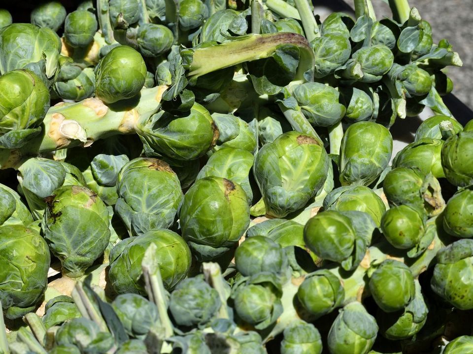 Cavoletti di bruxelles