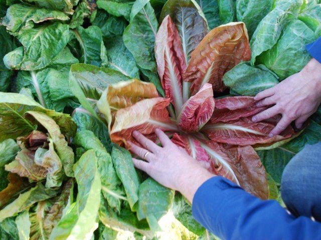 Cooperativa agricola Cà Magre