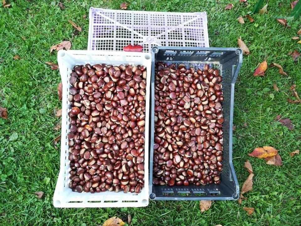 Cassette con castagne