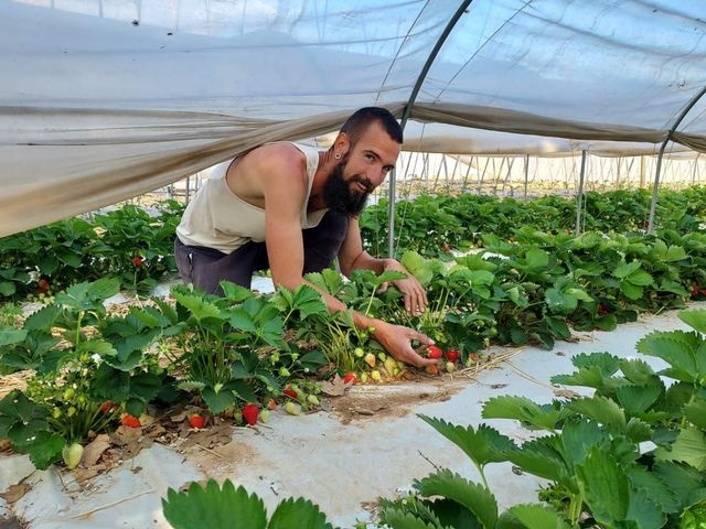 Coltivatore fragole bio