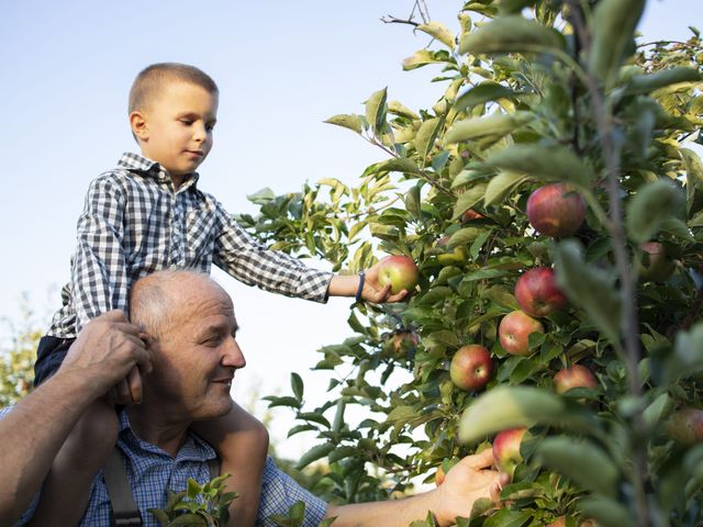 Dai campi alla tavola: a spasso nel frutteto