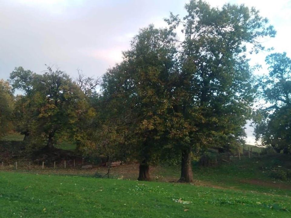 Il castagneto secolare