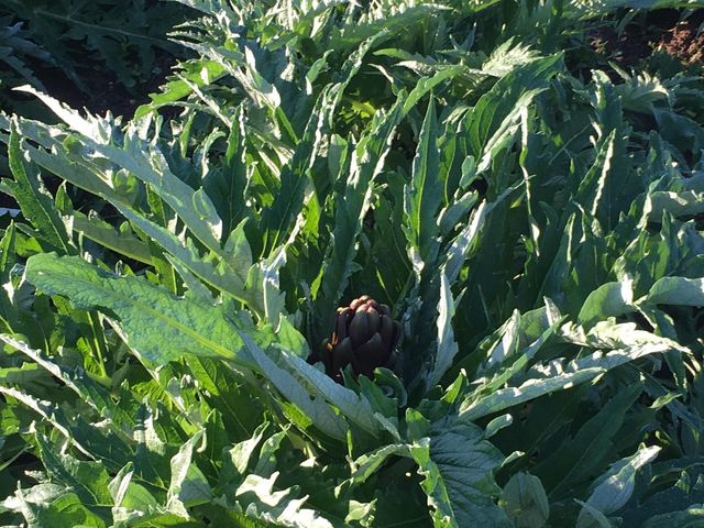 Az. Agricola Tobia Desogus