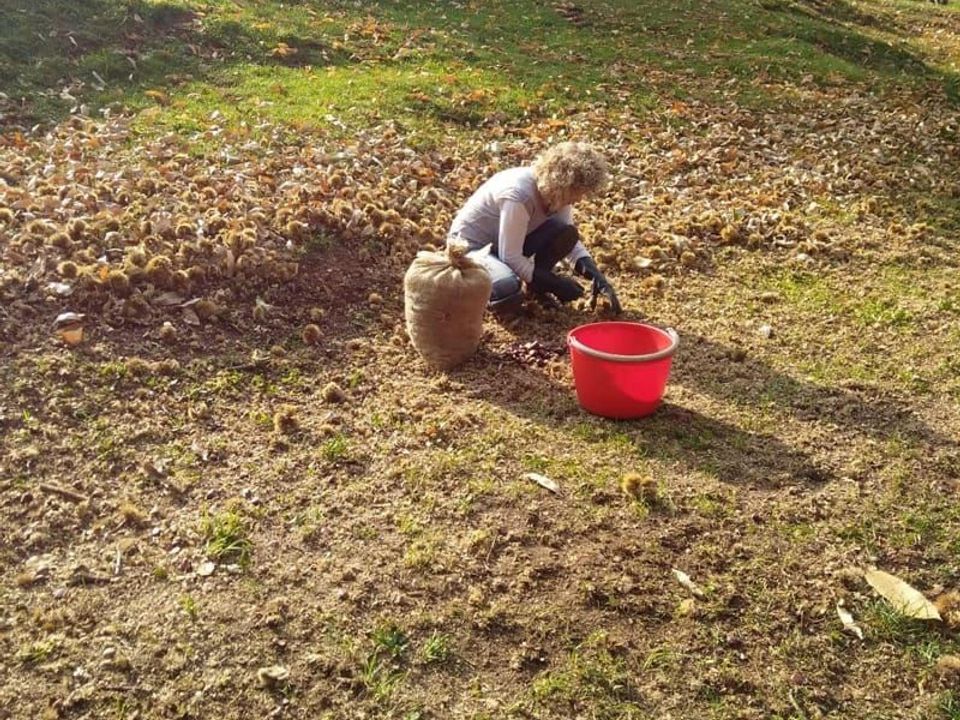 La raccolta delle castagne