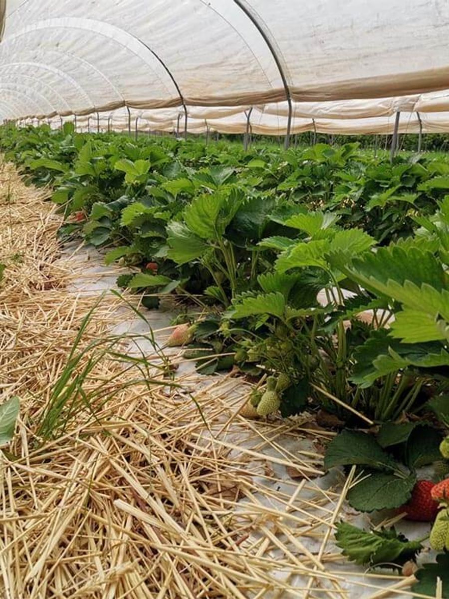 Azienda Agricola Le Caselle - campo fragole