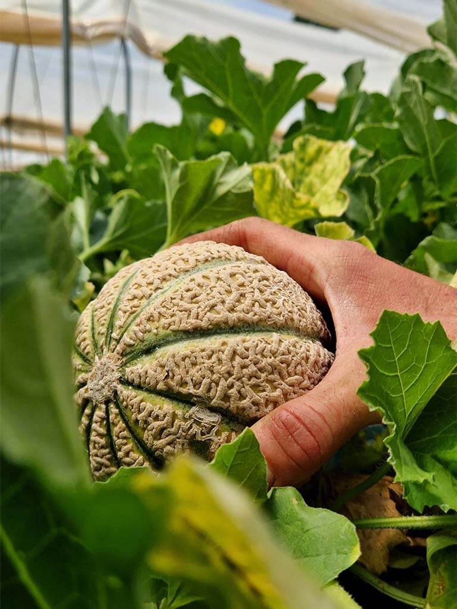 Azienda Agricola Le Caselle - meloni