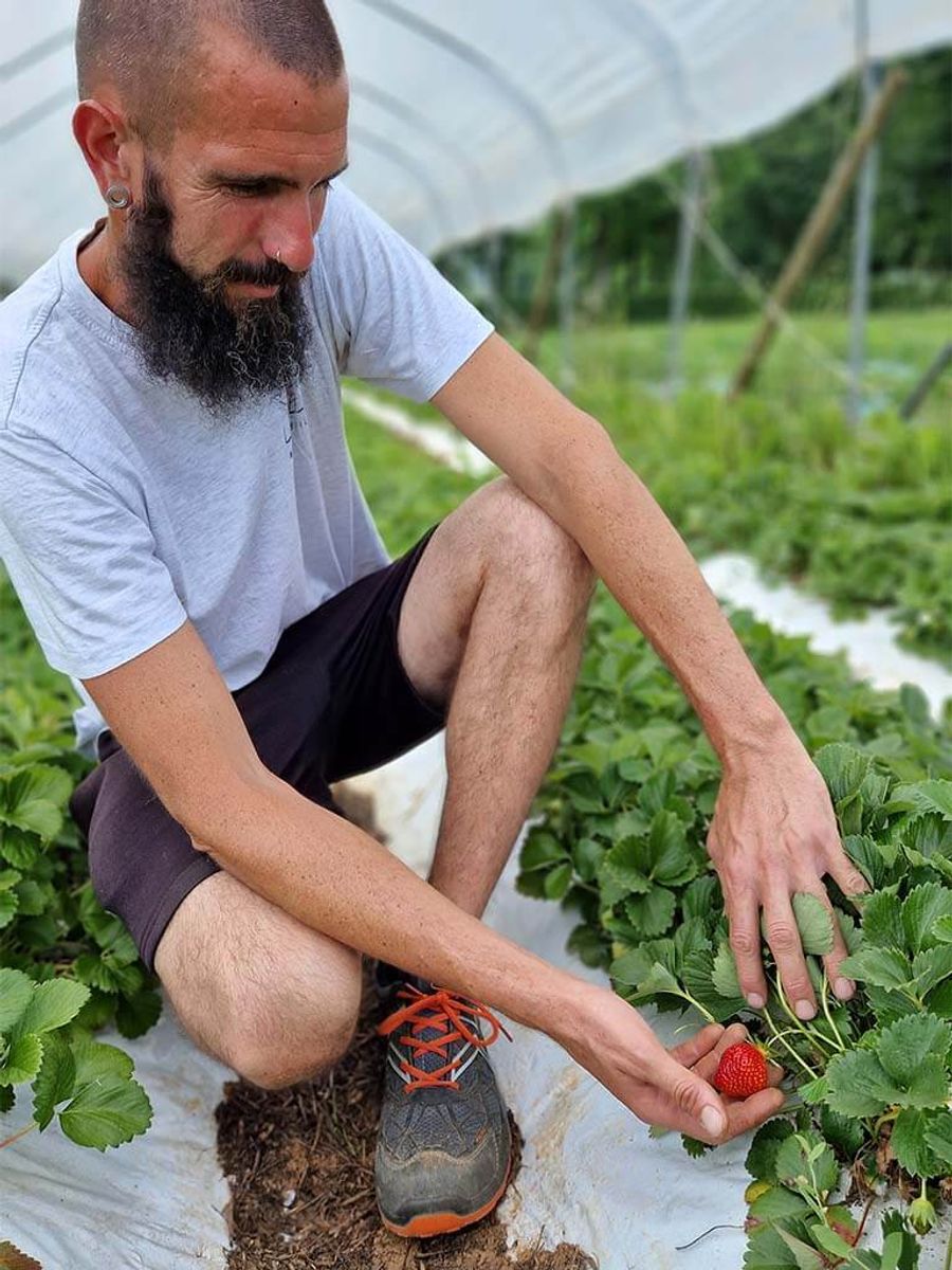 Azienda Agricola Le Caselle - fragole