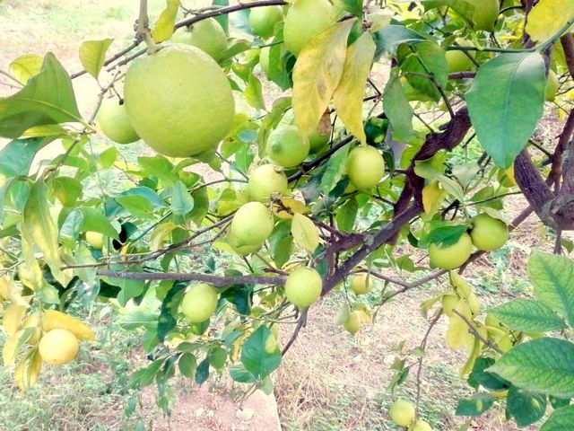 Az. Agricola Il Noto