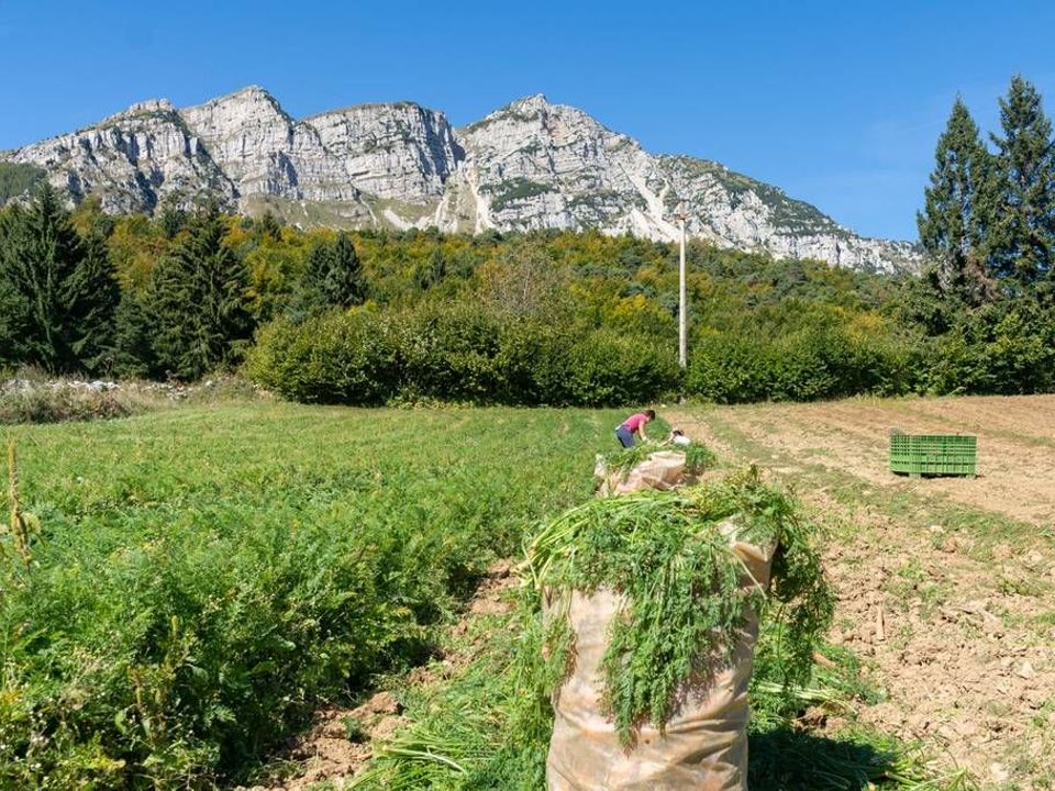 Campo di patate con vista montagne