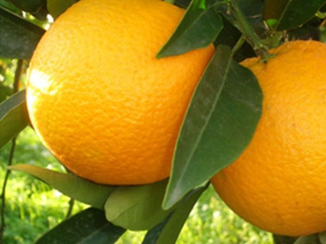 Arancia vaniglia