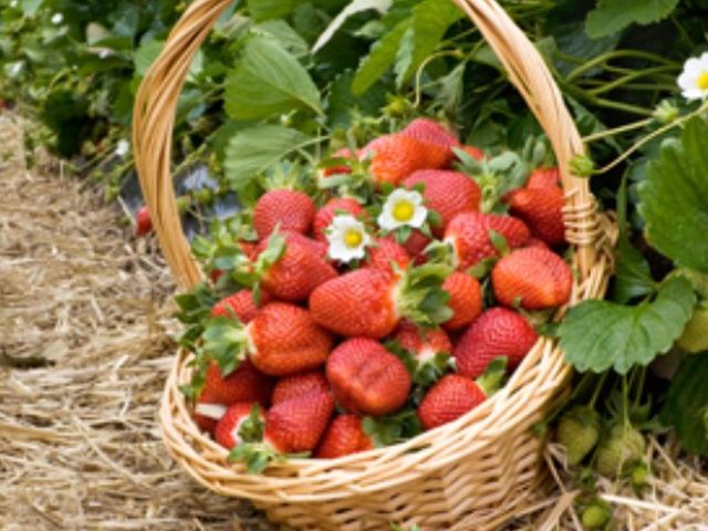 Fragole
