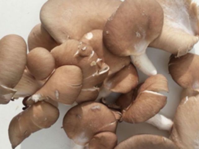Funghi Pleurotus