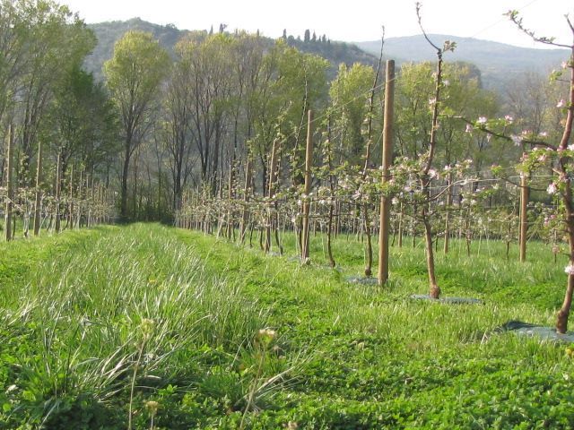 Az. Agricola Le Caselle