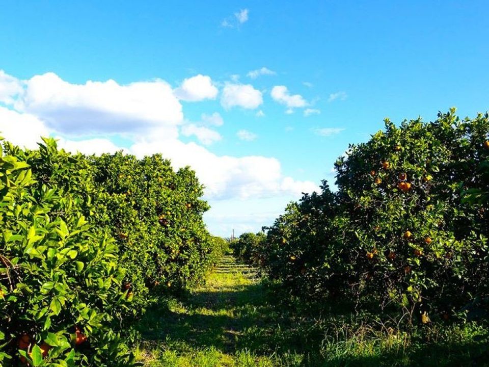Panoramica dell'aranceto di teloportobio